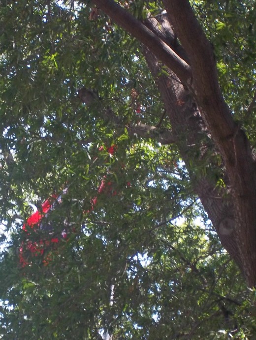 Arkansas State flag blowing in the trees