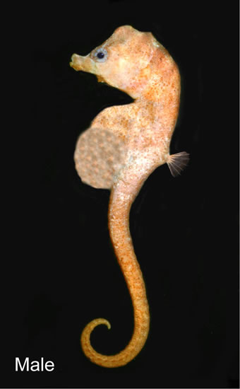 Bullneck seahorse