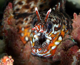 Dragon moray eel