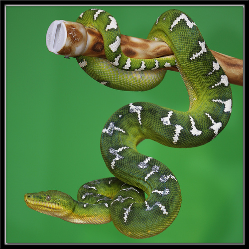 Beautiful Emerald Tree Boa