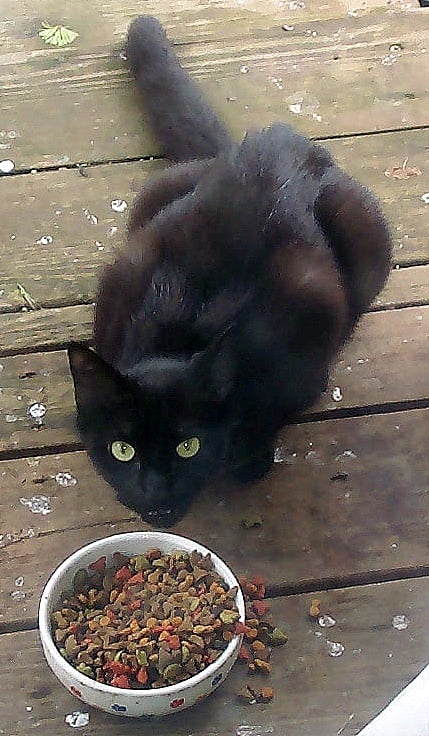 Feral cat eating