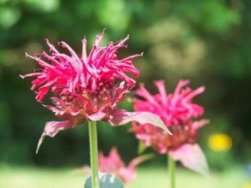 Growing my own flowers - this is Bee Balm.