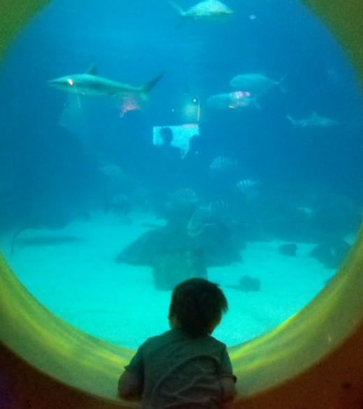 The little one looks for sharks in Gill's Clubhouse.