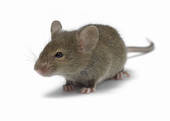 THE CUTE CULPRIT: THE COMMON RAT WHO CAUSES HOMEOWNERS STRESS, SICKNESS AND LOSS TO FOOD AND PEACE OF MIND.