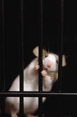 THIS IS A NICE PHOTO THAT I WOULD LOVE TO SEE BECOME A REALITY--A RAT SECURELY-HELD BEHIND BARS.
