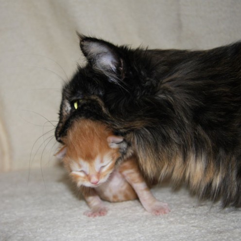 Mother cat takes her kitten in the scruff of the neck
