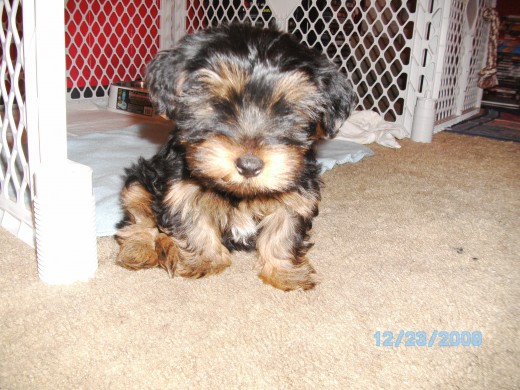 He was a very lovely Christmas gift from my adorable husband.