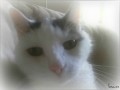 Cats Bites And How To Avoid Them