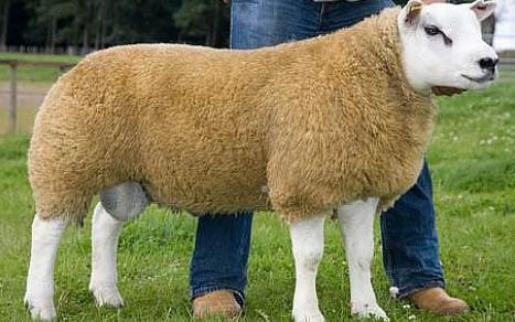 Most expensive sheep in the world