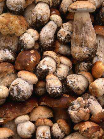 Field Mushrooms for Sale by Roadside Near Cluj-Napoca, Cluj-Napoca, Cluj, Romania, by Diana Mayfield