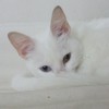 howtonichemarket profile image