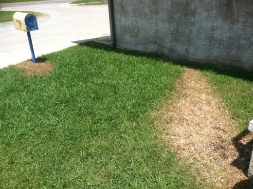 Apparently somebody, who shall remain nameless, was pissed about having to spray some weed killer.  So they half-assed as usually. See what I have to put up with? lol