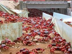 With plastic borders they try to direct the crabs away from the roads.