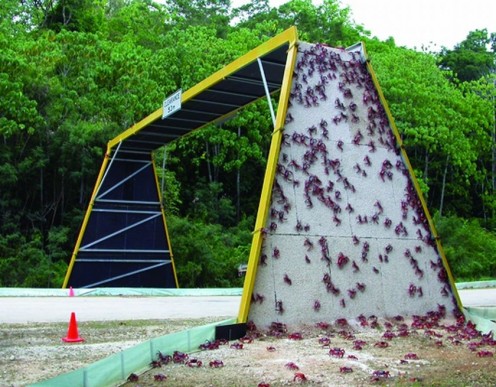 Crab bridge