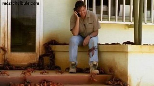 You are never alone druing these crab weeks