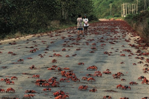 The town gets overrun