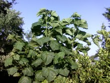 http://s3.hubimg.com/u/5365390.jpg