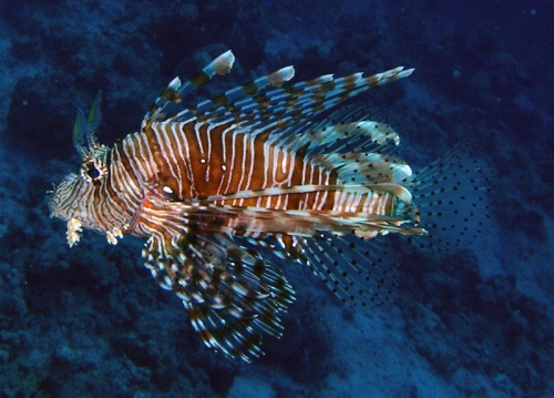  Title: Lionfish in the Red Sea ~ Attribution License: http://creativecommons.org/licenses/by/2.5/ ~Photographer: Zpyder: everystockphoto.com  