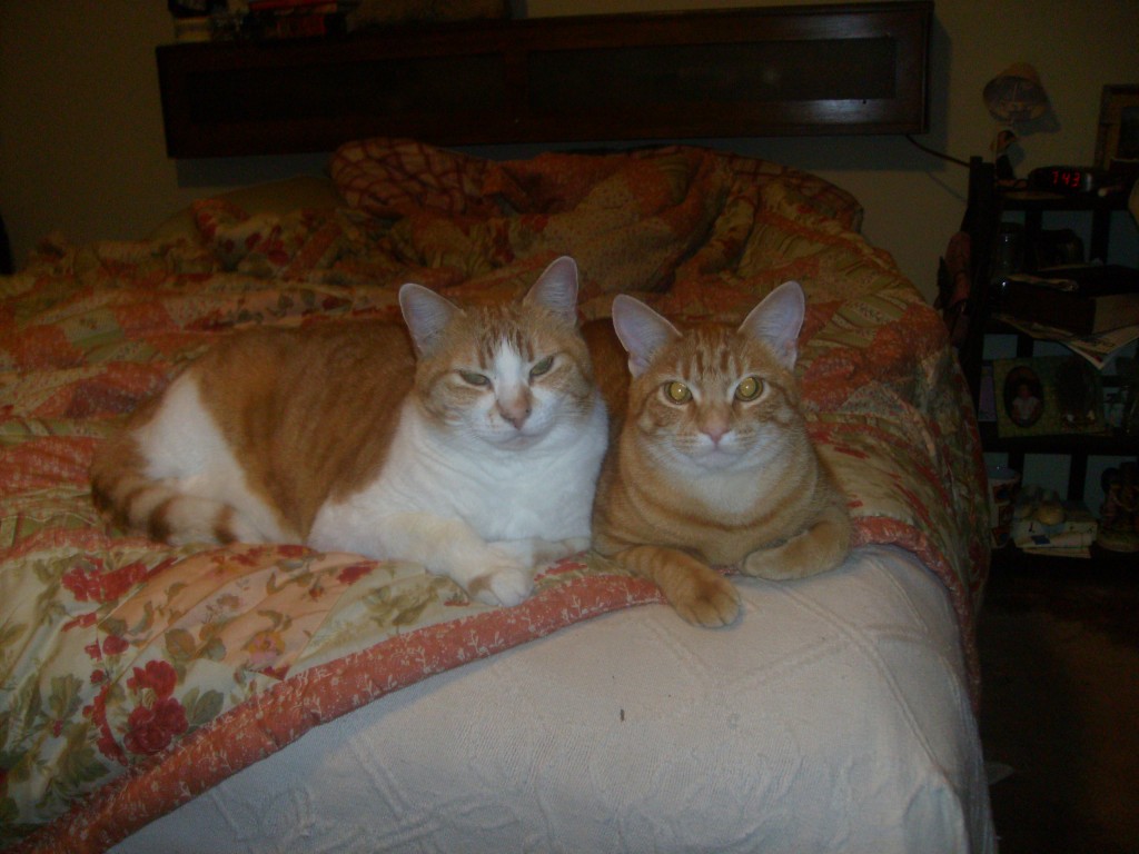 5 Reasons to Have Cats as Pets HubPages