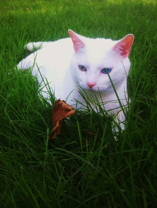 Prince Fredward is a cat who loves his crunchy leaves!