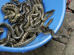 Here is a photo of baby anacondas. But know that with the right care and feeding these snakes will grow into huge dangerous snakes.