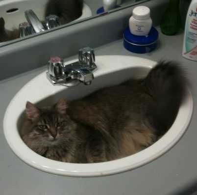 My cat in the sink