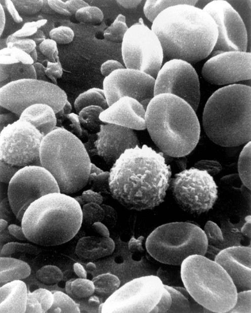 Blood Cells From A Scanning Electron Microscope photo