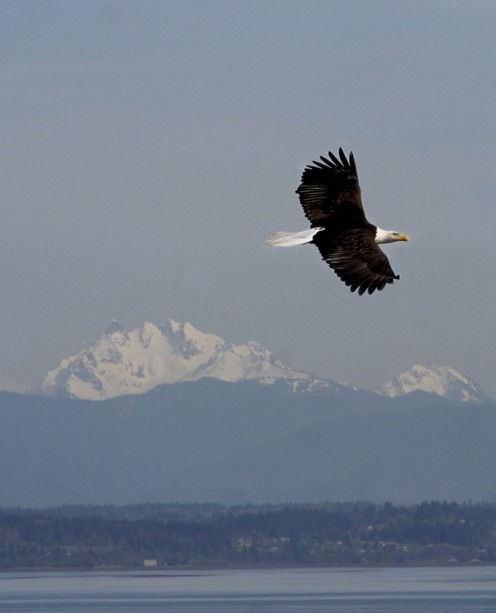 You are bound to see eagles while on Whidbey Island