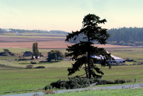 Coupeville Prairie - Ebby's Landing