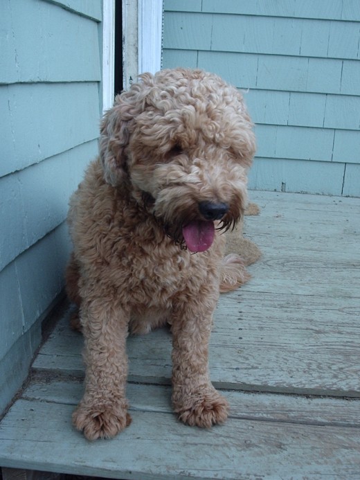 Hi, I am Mr. Finnigan Bear.  I am a mini golden doodle and they call me Finni for short.  I am adorable and playful!  You can most likely find me playing in the bamboo bushes.