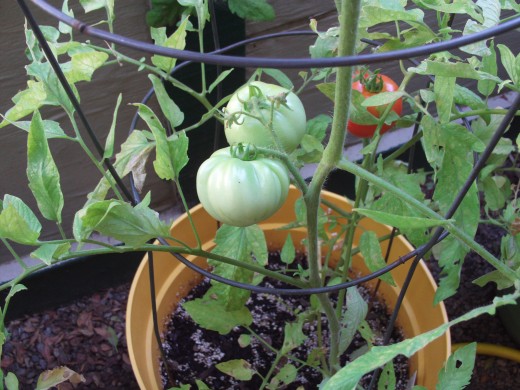 Another picture of the red tomato hiding behind the green ones.
