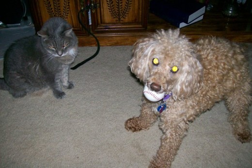 Buttons & Peanut Playing