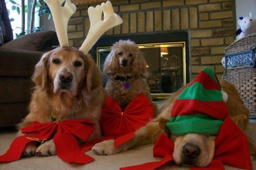 SnowBear, Buttons & Betsy Were NOT Happy