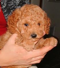 Source: americanlisted.com  (I must dig through many boxes to find Buttons puppy photos.)