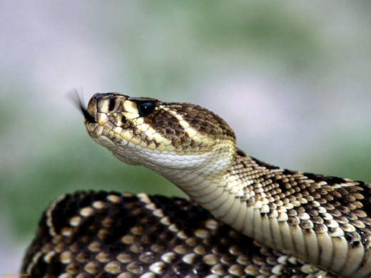 The Eastern Diamondback Rattlesnake Is A Very Dangerous Snake That Should Be Avoided. 