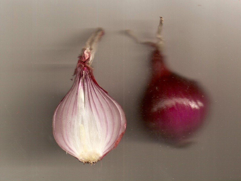 are translucent onions bad are translucent onions bad