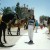 Entranace of Maroccan Fantasia welcome by the horse riders Entranace of Maroccan Fantasia welcome by the horse riders