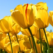 Sunshine3131 profile image