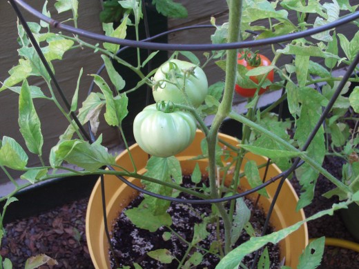 Yet another picture of the tomato on the back of the plant turning red.