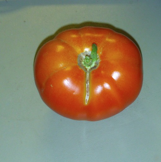 Here is a delicious beef steak tomato that I have picked.