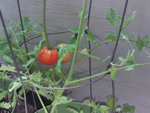 Two tomatoes turning red on the tomato plant.