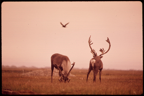 The Alaskan Raven and Two Caribou.