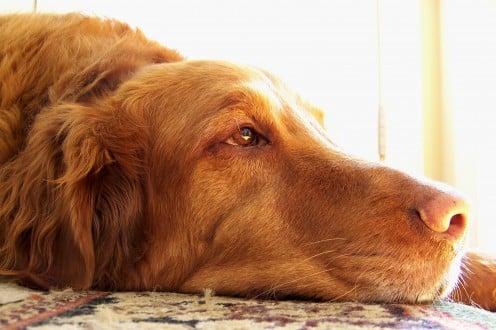 My dog loves to keep me company while I make the soup. Photo by stephmck99 at sxc.hu.