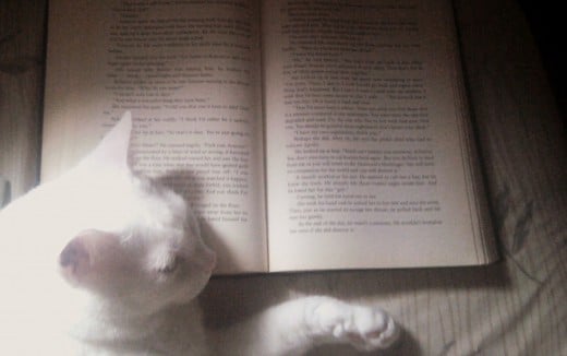 Prince Fredward fell asleep on my book. Silly cat!