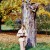 I am standing near a tree adorned with nisse (elves). I am standing near a tree adorned with nisse (elves).