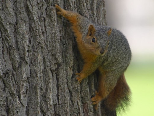 Squirrels are safer in trees than on the road.
