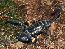 Emperor Scorpion - Pandinus imperator 