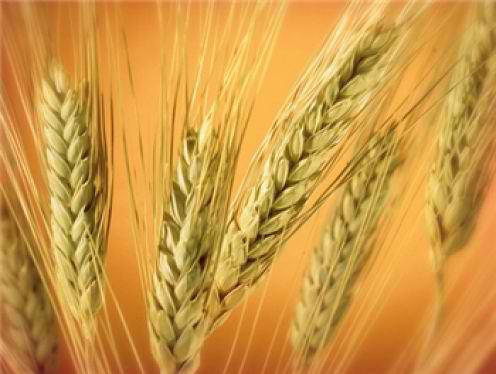 Introduce more grains with Wheat