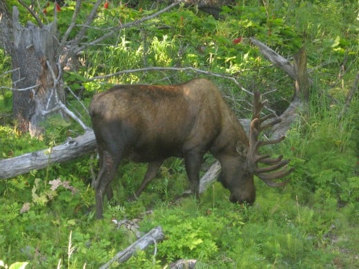 Bull Moose Feeding