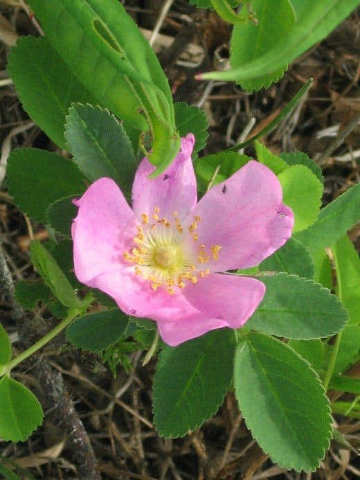 An Arctic Rose